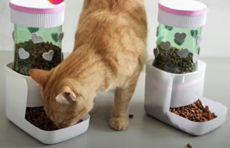 Aprenda a fazer comedouro autom&aacute;tico com garrafa pet – Foto: Divulga&ccedil;&atilde;o/Reprodu&ccedil;&atilde;o/ND