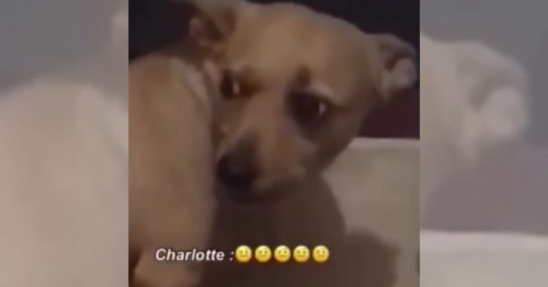Vira-lata Charlotte estressou dona e divertiu internet 