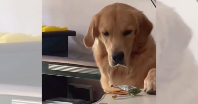 Truque do golden viralizou na web