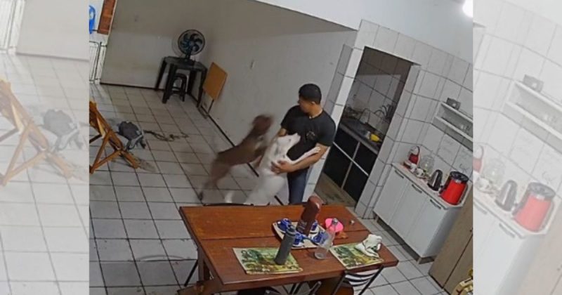Cão acertou o dono com voadora