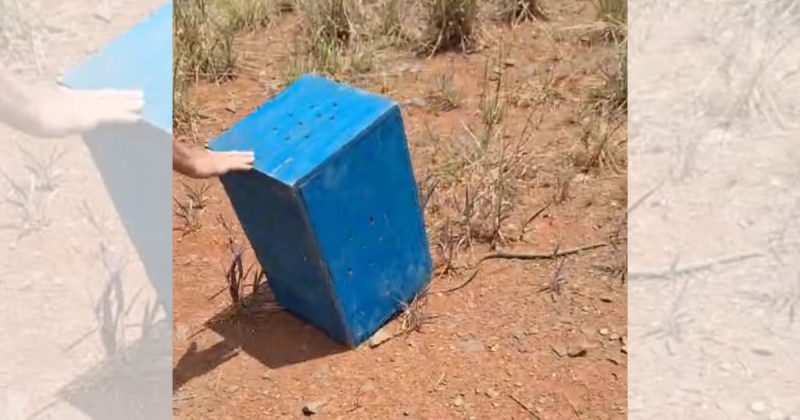 Cobra caninana invade casa em Três Barras