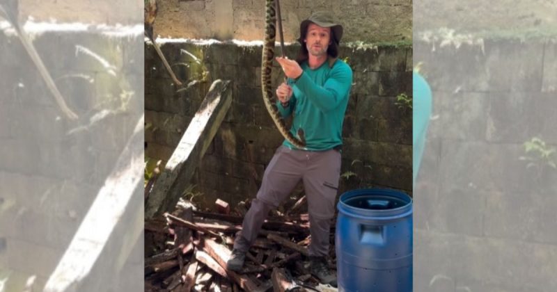 Jararaca media um metro e foi um dos maiores resgates j&aacute; feito pelo profissional – Foto: @biologo.christian/Reprodu&ccedil;&atilde;o/ND