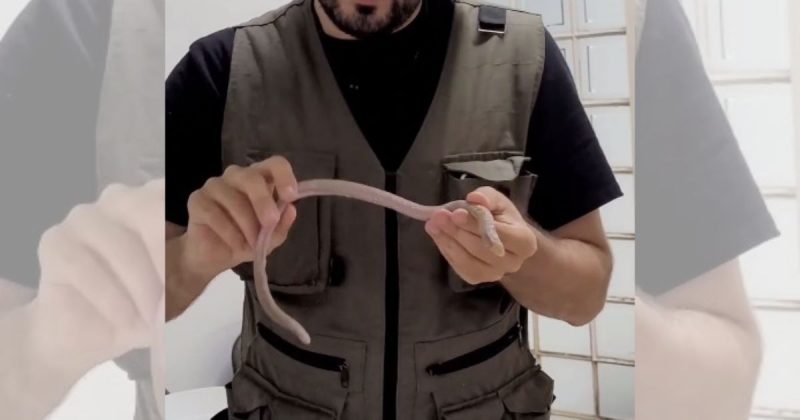 Esp&eacute;cie vive como minhoca, tem olhos pouco desenvolvidos e n&atilde;o tem pe&ccedil;onha – Foto: @biologo.giba/Reprodu&ccedil;&atilde;o/ND