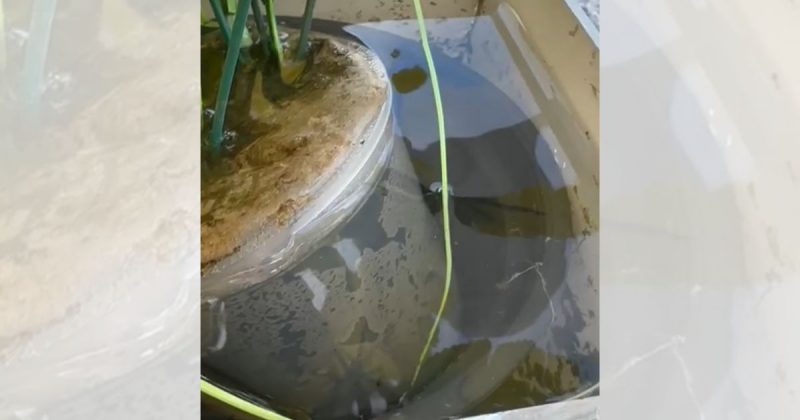 &Aacute;gua parada revela presen&ccedil;a de larvas em Joinville – Foto: Matheus Furlan/NDTV