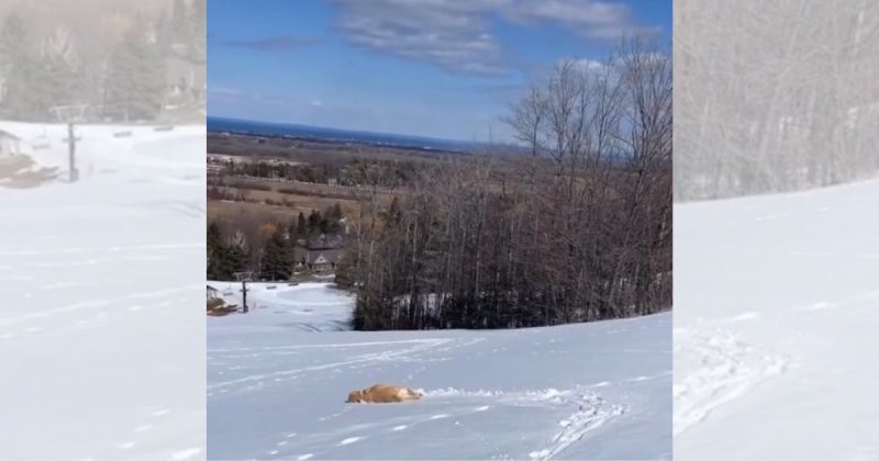 Golden vê neve pela primeira vez 