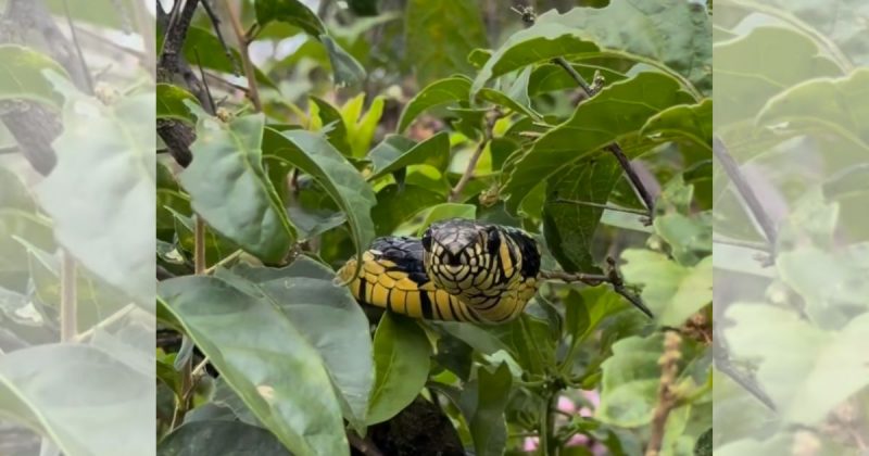 Serpente caninana capturada 