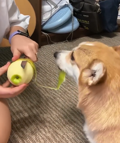 Cachorro diverte web ao devorar maçã - Foto: Corgi Essi/Reprodução/ND