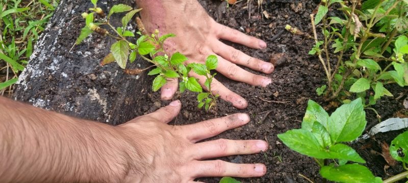 Horta como terapia no CS Itacorubi 