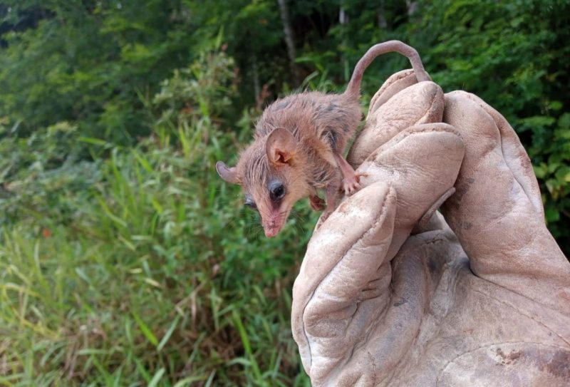 Cuíca-graciosa foi resgatada na BR-470 e de acordo com biólogo, é um parente próximo do canguru