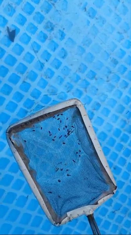 Imagem ilustrativa mostra foco de dengue em piscina