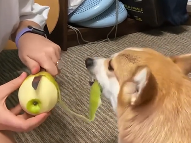 Internet é impactada com cena de sincronismo entre pet e tutora - Foto: Corgi Essi/Reprodução/ND