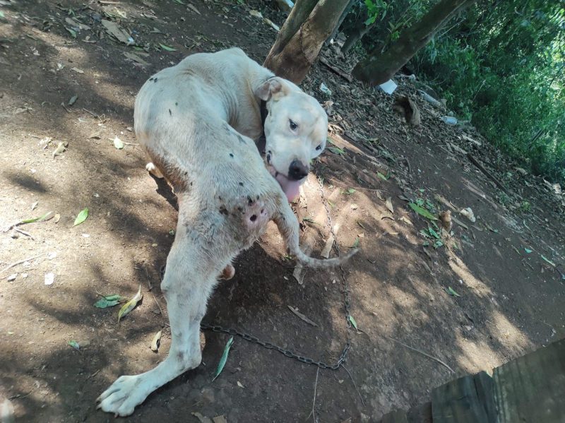 'Se alimentava de milho': Cachorro com bicheira grave é resgatado e tutor é preso em Chapecó