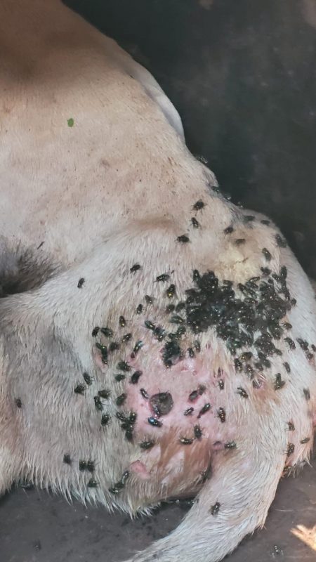 Cachorro com bicheiras foi resgatado ap&oacute;s den&uacute;ncias de maus-tratos. Foto: Imprensa Chapec&oacute;/Divulga&ccedil;&atilde;o/ND