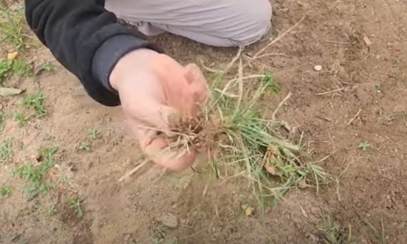 Ferramenta acaba com mato no terreno, tirando at&eacute; a raiz – Foto: Reprodu&ccedil;&atilde;o