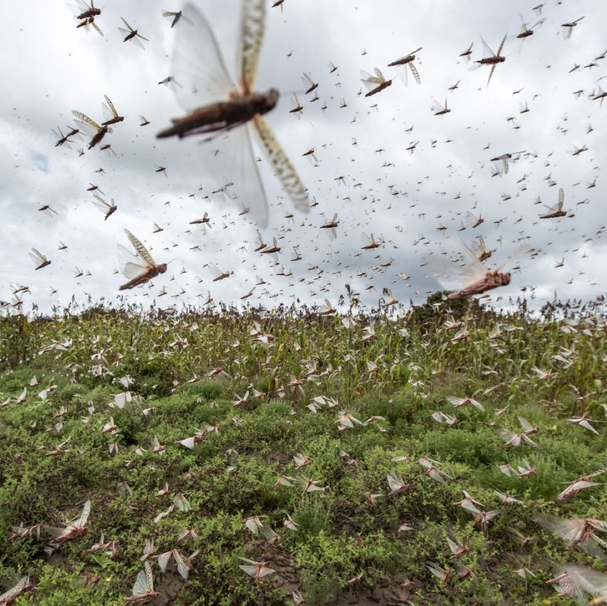Na imagem é possível ver um enxame de gafanhotos que despertaram por conta do aquecimento global