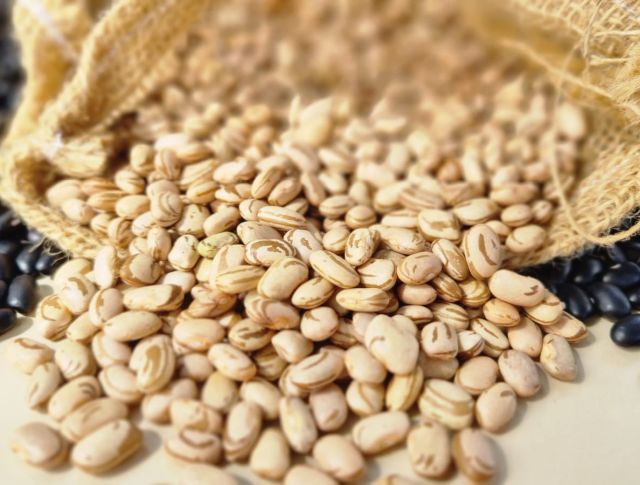 O SCS207 Quer&ecirc;ncia se destaca pelo o elevado potencial para o rendimento de gr&atilde;os, superando os 4,8 mil kg de gr&atilde;os produzidos por hectare de cultivo. Foto: Aires Mariga/Epagri/ND