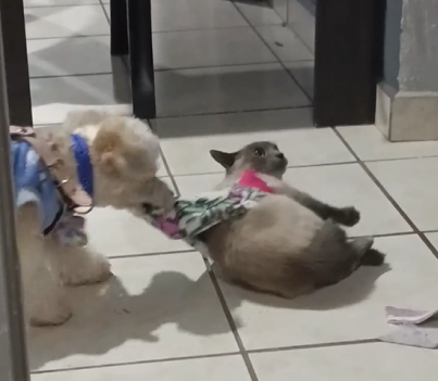 Gato se estressa com brincadeira 'infernal' - Foto: ViralHog/Reprodução/ND