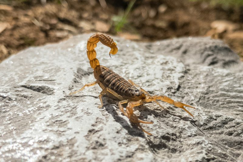 O escorpião é a espécie mais venenosa em Santa Catarina