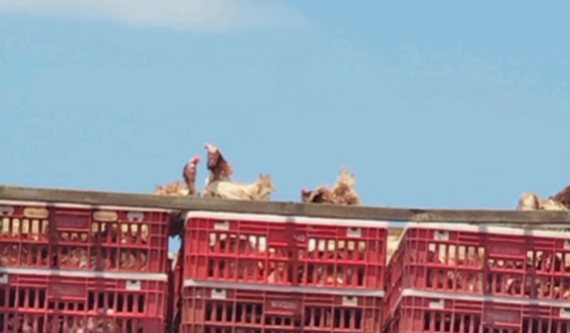 Galinhas dentro de caixas vermelhas em cima de caminhão