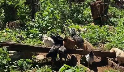 A intera&ccedil;&atilde;o entre a pet e as galinhas diverte os internautas – Foto: Cachorros da fazenda/Reprodu&ccedil;&atilde;o/ND