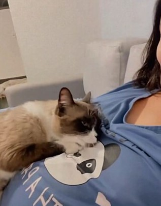 No vídeo, gatinho Jesse faz carinho na barriga de sua tutora grávida