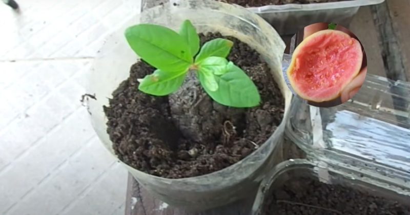 Goiaba pode demorar a germinar 