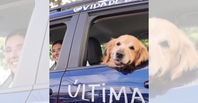 Cão Buda está na luta contra o câncer 
