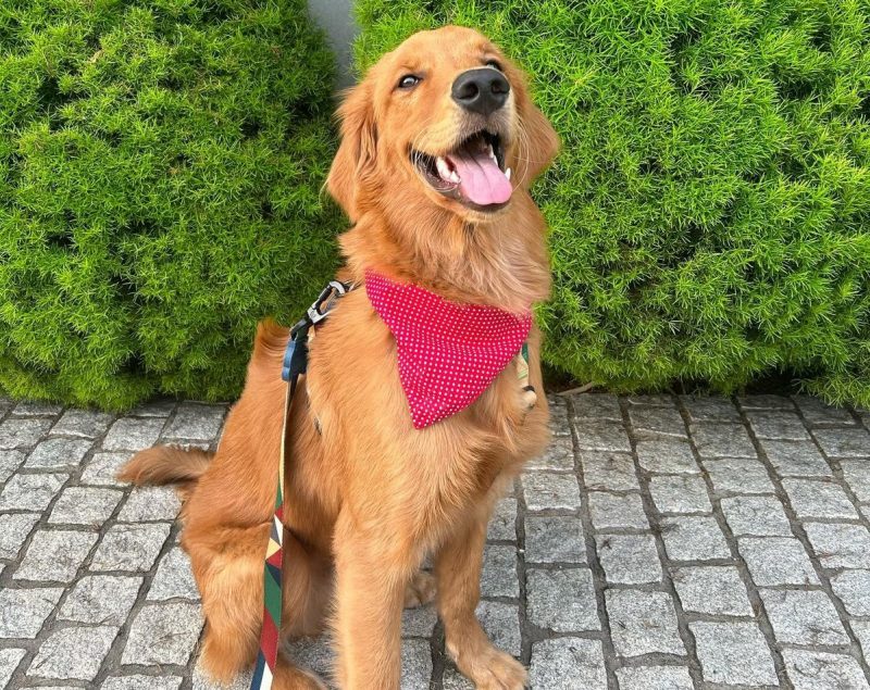 Uma regra do condomínio impedia que o Golden Retriever, chamado Eugênio Theodoro, transitasse pelo local