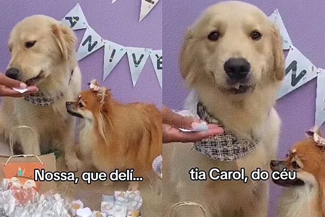 O cachorro golden retriever de língua honesta precisou encarar um personagem para não demostrar que não gostou o doce oferecido