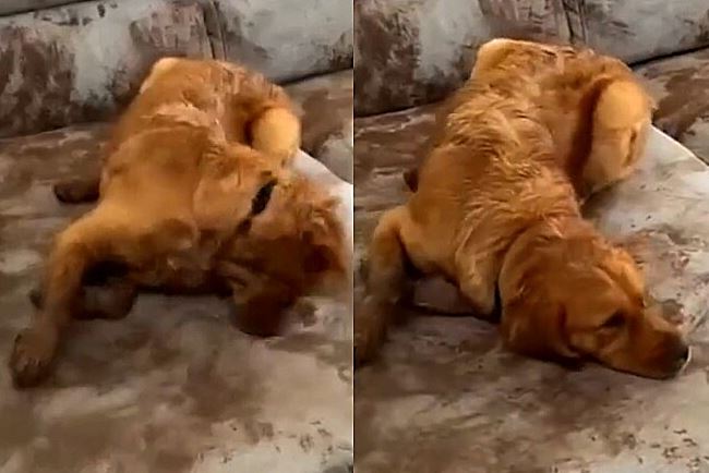 Golden retriever decidiu redecorar o sofá da sala da residência sem avisar os tutores 