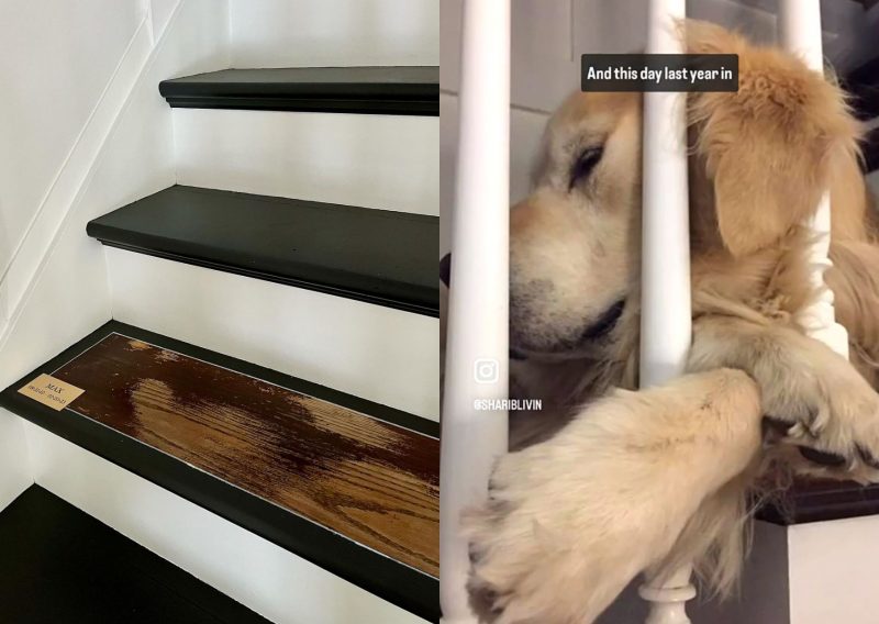 ‘Isso me acabou’: tutora faz homenagem durante reforma para cachorro falecido e devasta a web