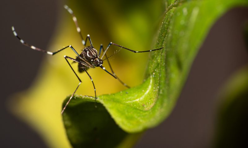 Dengue e Covid-19 tem sintomas parecidos mas são diferentes