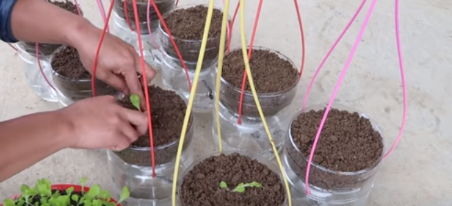 Aprenda a ter alface durante o ano inteiro com t&eacute;cnica secreta – Foto: Divulga&ccedil;&atilde;o/Reprodu&ccedil;&atilde;o/ND