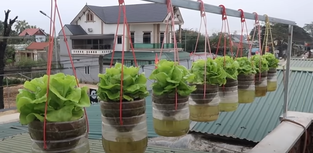 Aprenda a ter alface durante o ano inteiro com t&eacute;cnica secreta – Foto: Divulga&ccedil;&atilde;o/Reprodu&ccedil;&atilde;o/ND