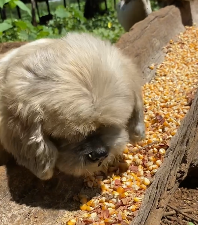 Cachorra viraliza após agir com uma galinha em fazenda - Foto: Cachorros da fazenda/Reprodução/ND