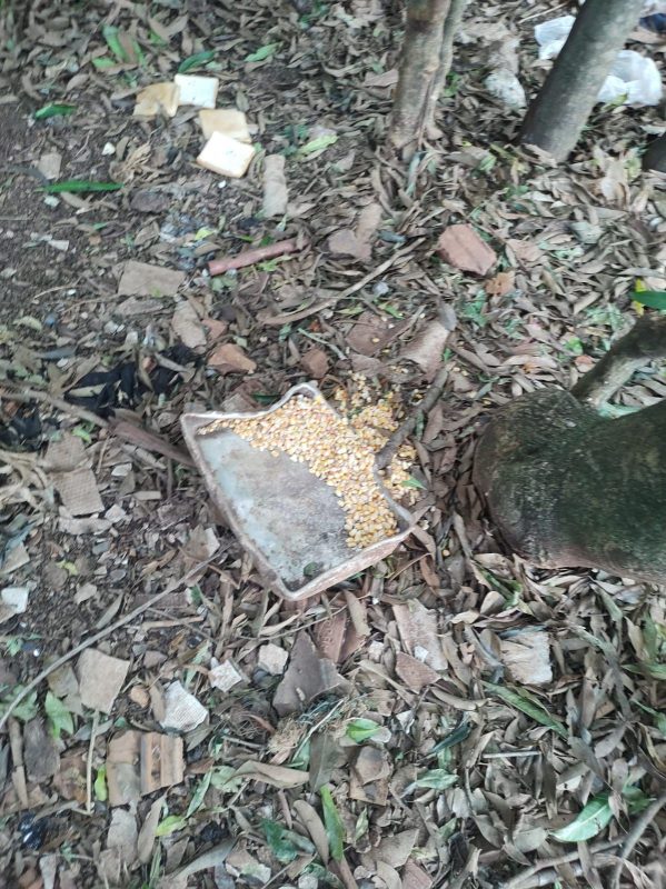 Pit Bull se alimentava de milhos, comida dos galos que estavam nas gaiolas. Foto: NAPA/Divulga&ccedil;&atilde;o/ND