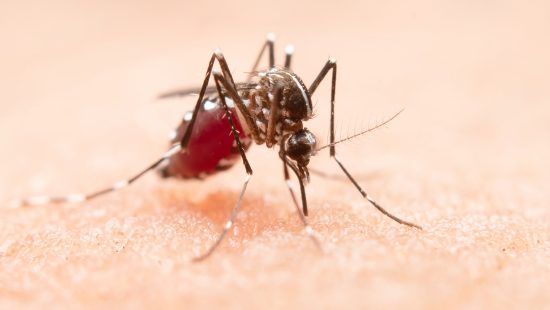 Blumenau ultrapassa 14 mil casos confirmados de dengue em 2024