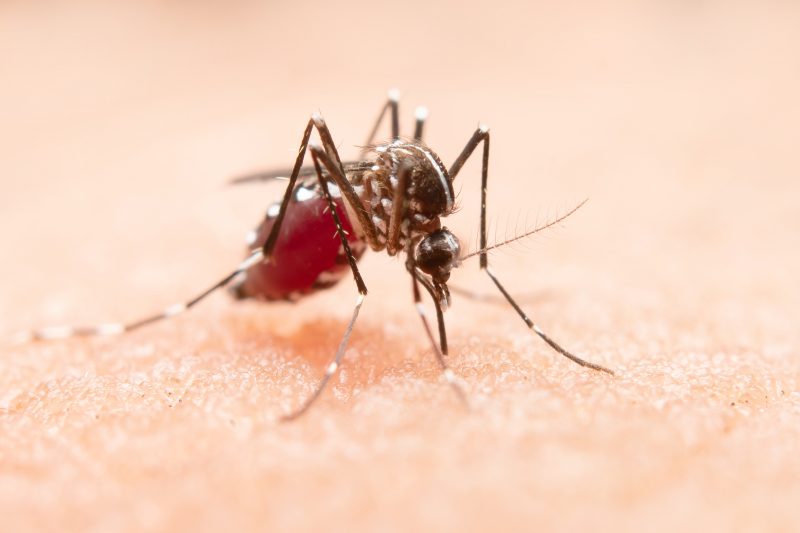 Mosquito da dengue pousado em pele humana