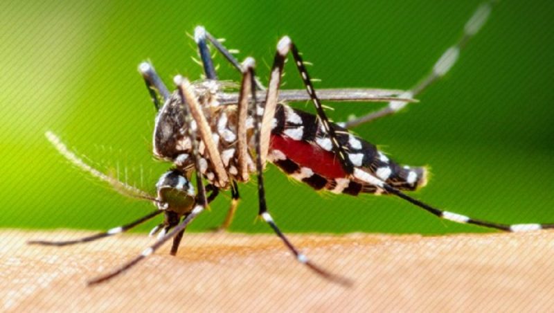 Foco do painel trazer dados atualizados sobre casos de dengue transmitidos pelo mosquito Aedes Aegypti em SC