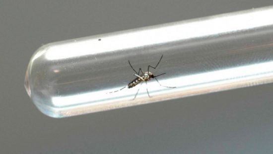 Blumenau registra nove mortes por dengue em 2024 e chega a números alarmantes