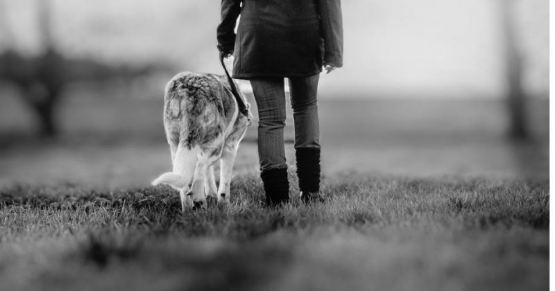 A mulher tentou se afastar e avisou que iria jogar seu cachorro em cima do agressor – Foto: Freepik/Divulga&ccedil;&atilde;o/ND