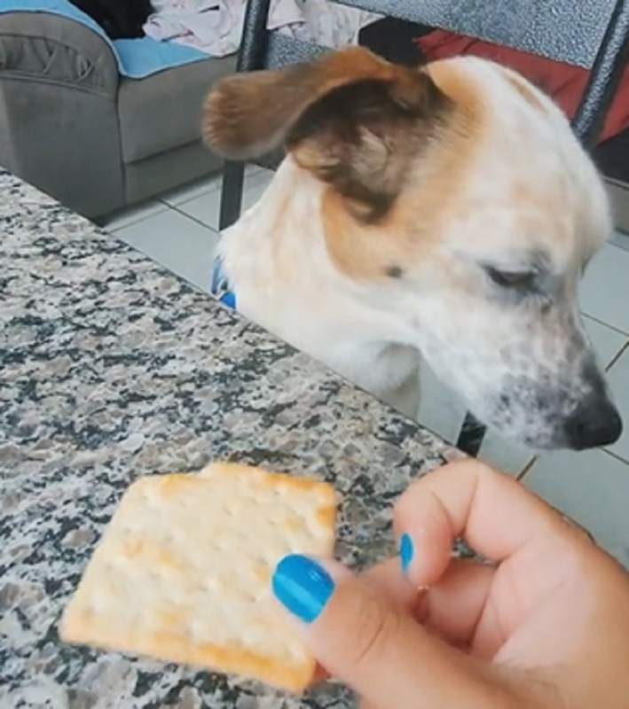 Pet se recusa a comer uma bolacha sem margarina - Foto: Wanessa/Reprodução/ND