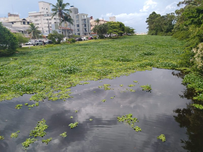Na foto, Rio do Brás tomado por plantas aquáticas formando um tapete verde. 