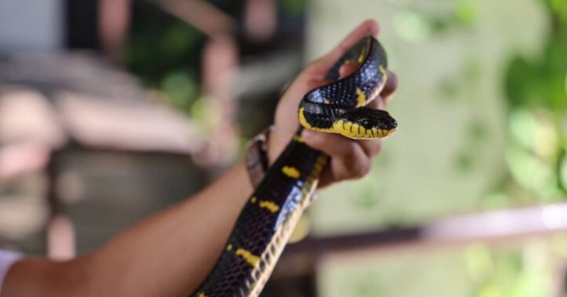 Imagem de cobra para matéria sobre o que significa sonhar com cobra