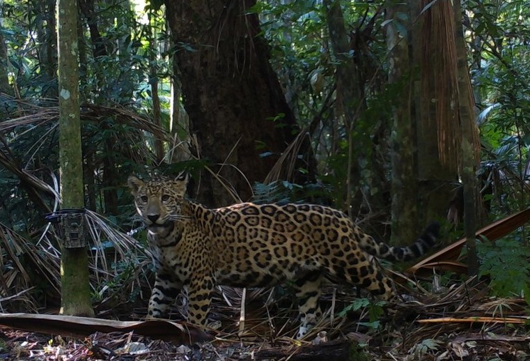 Onça pintada em meio a mata