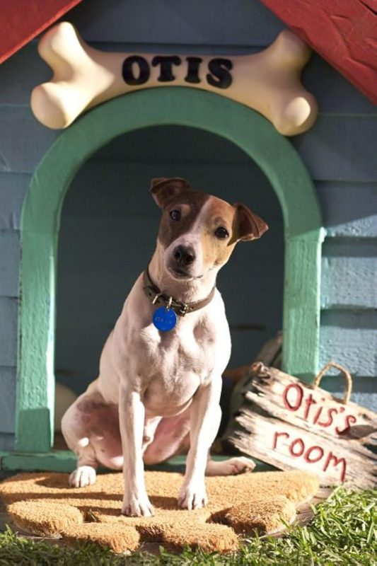 O cachorro Otis, que ganhou a Palme Dog no Festival de Cannes pelo filme Aniversário de Casamento.