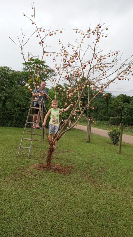 Para o concurso que elegerá a mais bela Osterbaum da Rota do Enxaimel, a família optou por uma decoração toda natural, desde as casquinhas até a pintura