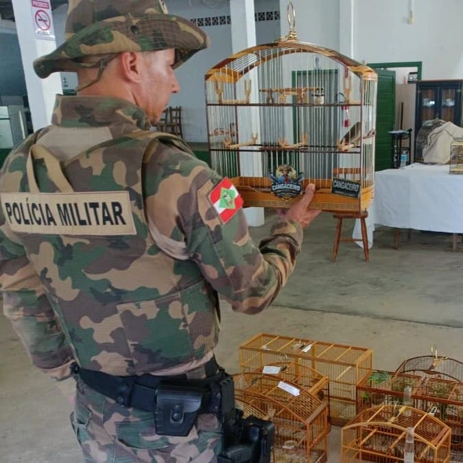 77 p&aacute;ssaros foram resgatados em rinha de canto em Gaspar – Foto: Divulga&ccedil;&atilde;o/Reprodu&ccedil;&atilde;o/ND