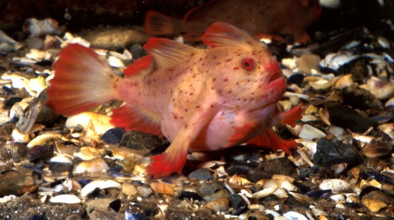 Peixes de espécie rara são resgatados na costa da Austrália