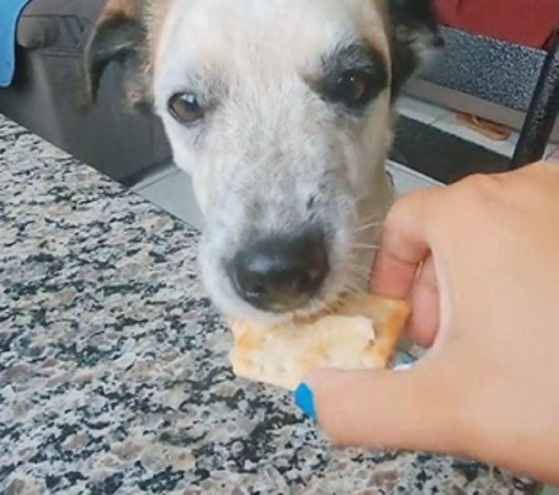 Cachorro mimado tem paladar diferenciado e diverte internautas com vídeo - Foto: Wanessa/Reprodução/ND